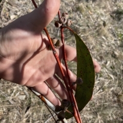 Eucalyptus pauciflora subsp. pauciflora at Greenway, ACT - 10 Aug 2023