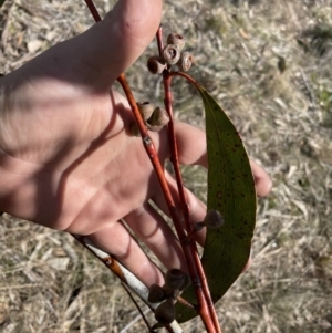 Eucalyptus pauciflora subsp. pauciflora at Greenway, ACT - 10 Aug 2023