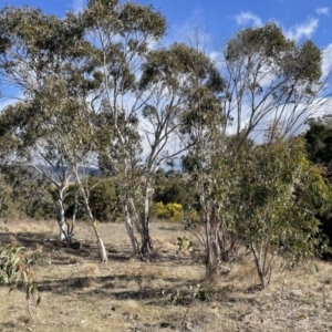 Eucalyptus pauciflora subsp. pauciflora at Greenway, ACT - 10 Aug 2023