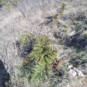 Pteridium esculentum at Torrens, ACT - 10 Aug 2023