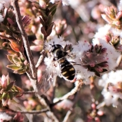 Melangyna viridiceps (Hover fly) at Belconnen, ACT - 30 Jul 2023 by CathB