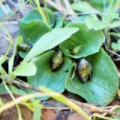 Corysanthes incurva (Slaty Helmet Orchid) by CathB