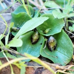 Corysanthes incurva (Slaty Helmet Orchid) at Aranda Bushland - 30 Jul 2023 by CathB