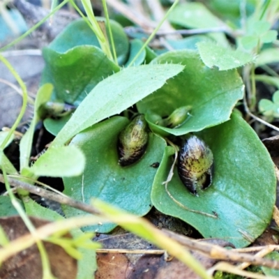 Corysanthes incurva (Slaty Helmet Orchid) at Aranda Bushland - 30 Jul 2023 by CathB