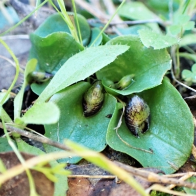 Corysanthes incurva (Slaty Helmet Orchid) at Point 4150 - 30 Jul 2023 by CathB