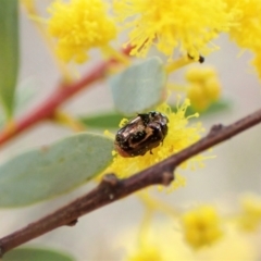 Ditropidus sp. (genus) (Leaf beetle) at Aranda Bushland - 6 Aug 2023 by CathB
