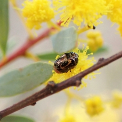 Ditropidus sp. (genus) (Leaf beetle) at Aranda Bushland - 6 Aug 2023 by CathB