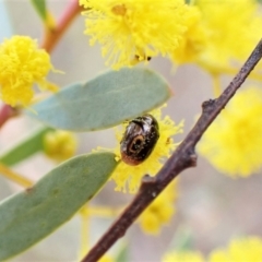 Ditropidus sp. (genus) at Belconnen, ACT - 6 Aug 2023