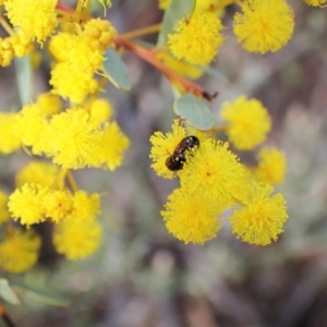 Ditropidus sp. (genus) at Belconnen, ACT - 6 Aug 2023