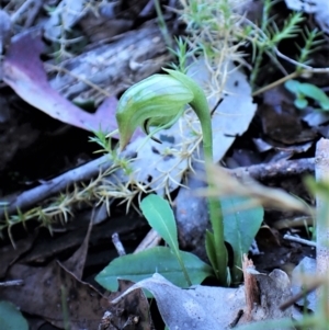 Pterostylis nutans at Belconnen, ACT - 6 Aug 2023