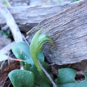 Pterostylis nutans at Belconnen, ACT - 6 Aug 2023