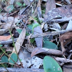 Pterostylis nutans at Belconnen, ACT - 6 Aug 2023