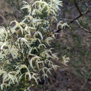 Clematis leptophylla at Belconnen, ACT - 10 Aug 2023 10:20 PM