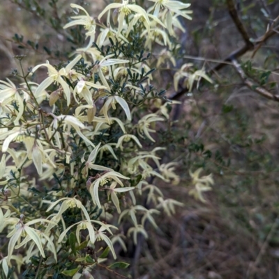 Clematis leptophylla (Small-leaf Clematis, Old Man's Beard) at Belconnen, ACT - 10 Aug 2023 by CattleDog