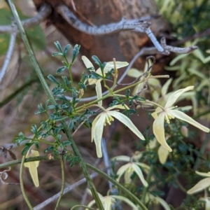 Clematis leptophylla at Belconnen, ACT - 10 Aug 2023 10:20 PM