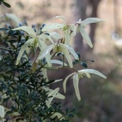 Clematis leptophylla at Belconnen, ACT - 10 Aug 2023 10:20 PM