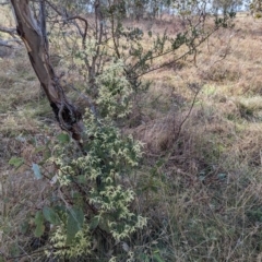Clematis leptophylla at Belconnen, ACT - 10 Aug 2023