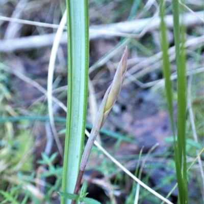 Lyperanthus suaveolens (Brown Beaks) at Point 4081 - 23 Jul 2023 by CathB