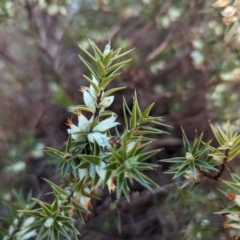 Melichrus urceolatus (Urn Heath) at Belconnen, ACT - 10 Aug 2023 by CattleDog