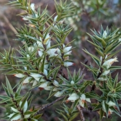 Melichrus urceolatus at Belconnen, ACT - 10 Aug 2023