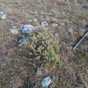 Melichrus urceolatus at Belconnen, ACT - 10 Aug 2023