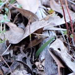 Cyanicula caerulea (Blue Fingers, Blue Fairies) at Belconnen, ACT - 6 Aug 2023 by CathB