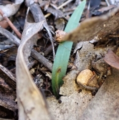 Cyanicula caerulea at Belconnen, ACT - 6 Aug 2023