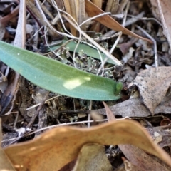 Glossodia major (Wax Lip Orchid) at Belconnen, ACT - 6 Aug 2023 by CathB