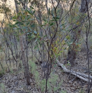 Acacia penninervis at Tuggeranong, ACT - 10 Aug 2023