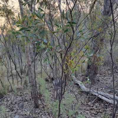 Acacia penninervis (Mountain Hickory) at Tuggeranong, ACT - 9 Aug 2023 by LPadg