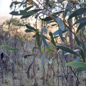 Acacia penninervis at Tuggeranong, ACT - 10 Aug 2023