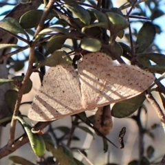 Scopula optivata (Varied Wave) at Belconnen, ACT - 8 Aug 2023 by CathB