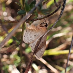 Scopula optivata at Belconnen, ACT - 8 Aug 2023 02:23 PM