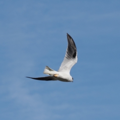 Elanus axillaris (Black-shouldered Kite) at Curtin, ACT - 15 Jun 2023 by RAllen
