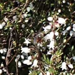 Unverified True fly (Diptera) at Belconnen, ACT - 8 Aug 2023 by CathB