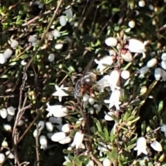 Unidentified True fly (Diptera) at Mount Painter - 8 Aug 2023 by CathB