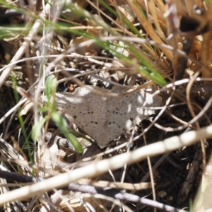 Taxeotis intextata at Rendezvous Creek, ACT - 8 Aug 2023 01:42 PM