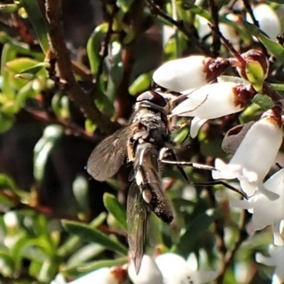 Unidentified Hover fly (Syrphidae) at Belconnen, ACT - 8 Aug 2023 by CathB