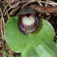 Corysanthes incurva (Slaty Helmet Orchid) by AnneG1