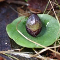 Corysanthes incurva at suppressed - 10 Aug 2023