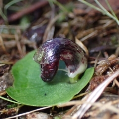 Corysanthes incurva at suppressed - 10 Aug 2023