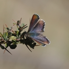 Paralucia spinifera (Bathurst or Purple Copper Butterfly) at Booth, ACT - 9 Aug 2023 by RAllen