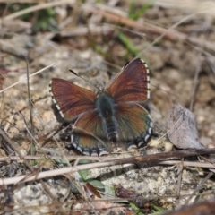 Paralucia spinifera (Bathurst or Purple Copper Butterfly) at Rendezvous Creek, ACT - 9 Aug 2023 by RAllen