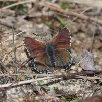 Paralucia crosbyi (Violet Copper Butterfly) at Rendezvous Creek, ACT - 9 Aug 2023 by RAllen