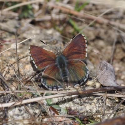 Paralucia spinifera (Bathurst or Purple Copper Butterfly) at Namadgi National Park - 9 Aug 2023 by RAllen