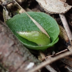 Corysanthes hispida (Bristly Helmet Orchid) at Wanniassa Hill - 4 Apr 2023 by AnneG1