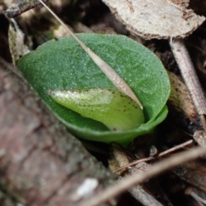 Corysanthes hispida at Fadden, ACT - suppressed