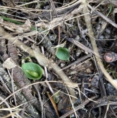 Corysanthes hispida at Fadden, ACT - suppressed