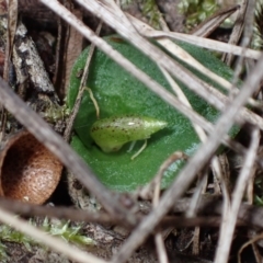 Corysanthes hispida at Fadden, ACT - suppressed