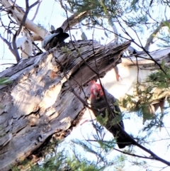 Callocephalon fimbriatum (identifiable birds) (Gang-gang Cockatoo (named birds)) at Mount Painter - 2 Aug 2023 by CathB